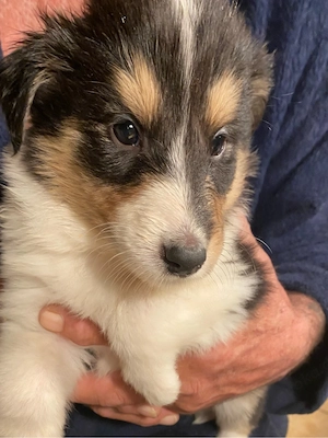 Bezaubernde Colliewelpen