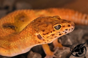 Emerine Blood 66% het eclipse pos TA Leopardgecko 