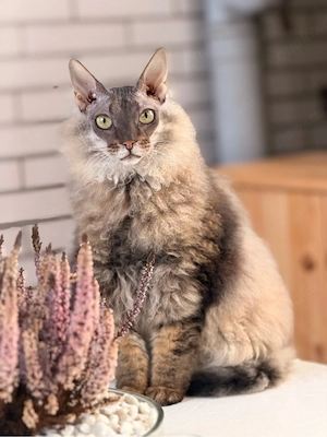 Don Sphynx 4j, kastriert