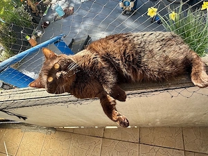 BKH Schocko Kater sucht neues Abenteuer