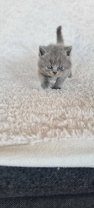 Kitten BKH