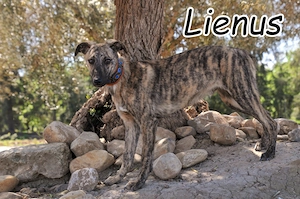 Wer möchte diesem besonderen jungen Rüden die Chance auf ein neues Leben schenken? 