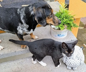 Kater sucht neues Zuhause   