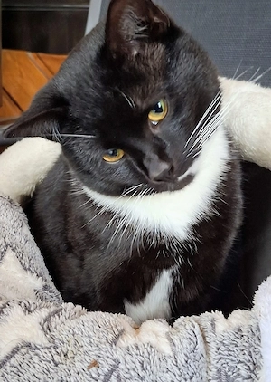 Kater sucht neues Zuhause   