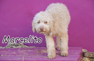 Wer schenkt diesem sanften jungen Rüden die Chance auf ein neues Leben ?