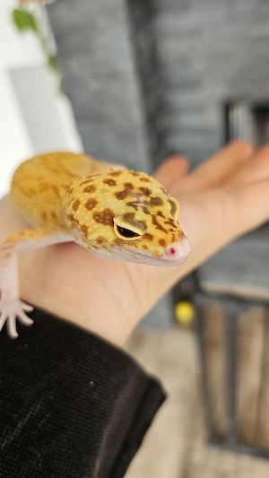 1.0 Giant Raptor Leopardgecko 