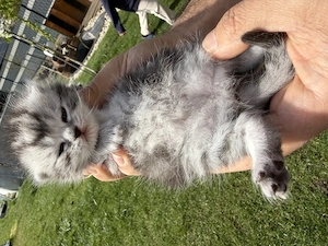 Süße Babykätzchen suchen liebevolle Zuhause