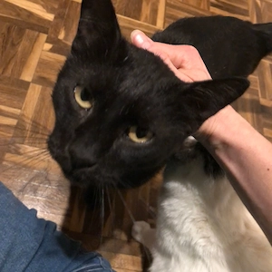 Rony & Fiona - ein unzertrennliches Herz sucht ein gemeinsames Zuhause