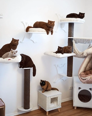 Britisch Kurzhaar Babys   gesund, verspielt & bereit zum Ausziehen