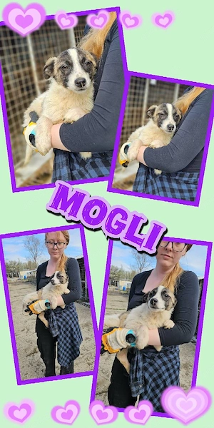 bezaubernder Welpenjunge "Mogli" sucht ein liebevolles neues Zuhause