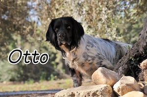 Möchtest du Otto zeigen, wie sich ein echtes Zuhause anfühlt?