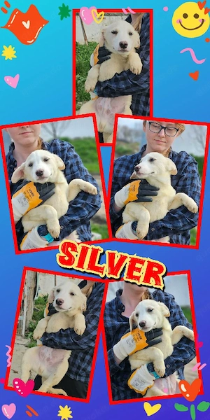 wunderschöner Welpenjunge "Silver" sucht ein liebevolles Zuhause