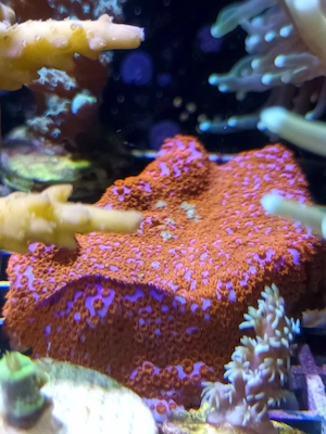 Korallenableger Korallen Meerwasser 