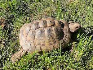Testudo Graeca 