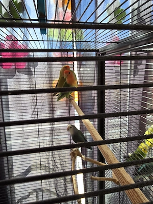 Rosenköpfchen(Unzertrennliche) zu verkaufen