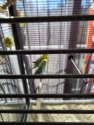 Wellensittiche zu verkaufen