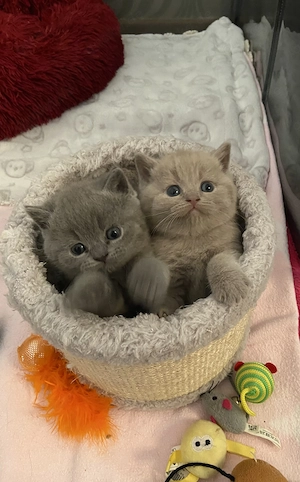 BKH Kitten reinrassig