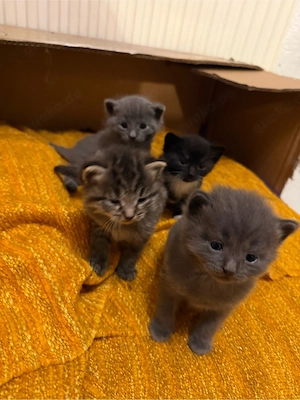 4 baby katze zu abgeben 