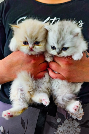 Silver Shadet Mädchen & Lilac Golden Shadet Junge 