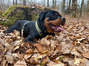 Rottweiler Sucht erfahrene Menschen