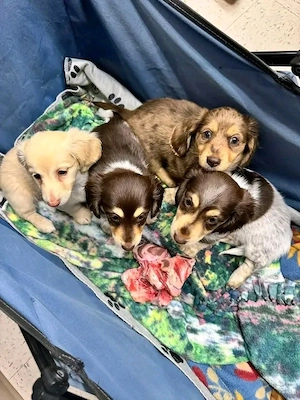 Welpen zur Vermittlung