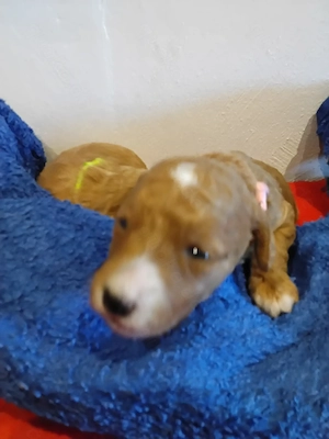 Goldendoodle Medium bis Mini  10 Welpen am 23.03.  Nicht Haarend Geboren  Bild 2