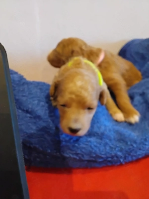 Goldendoodle Medium bis Mini  10 Welpen am 23.03. Geboren 