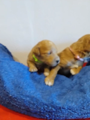 Goldendoodle Medium bis Mini  10 Welpen am 23.03.  Nicht Haarend Geboren  Bild 3