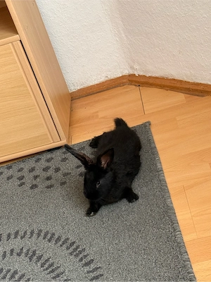 Ich werde das Kaninchen in gute Hände geben