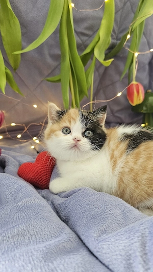 bkh kitten mit Stammbaum