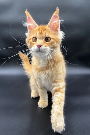 Süßer und aufgeschlossener 5 Monate alter roter Kater   sucht ein Zuhause für immer