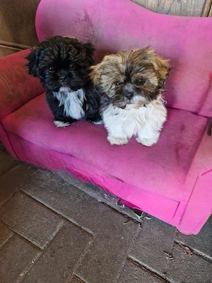 Shih Tzu Welpen Rüden