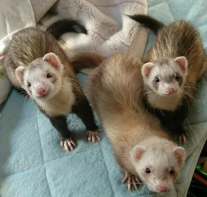 Süßes, gesundes Frettchen sucht ein liebevolles Zuhause   Lieferung nach Düsseldorf möglich