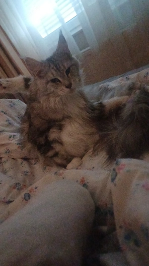 katzen kitten main coon und gelicoon