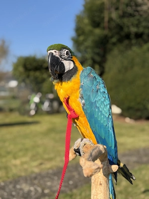 Weibliche Gelbbrustara  Bild 2