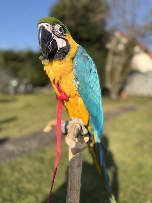 Weibliche Gelbbrustara  Bild 3