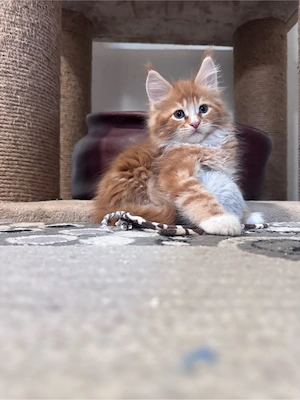 Maine Coon Kitten reinrassig mit Stammbaum