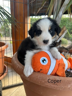 3 reinrassige Australien Shepherd Welpen zu verkaufen