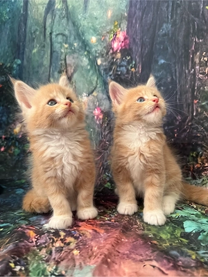  Maine Coon Deckkater  Reinrassig (kein Verkauf) Bild 13