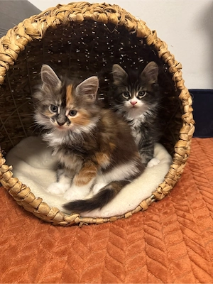  Maine Coon Deckkater  Reinrassig (kein Verkauf) Bild 14