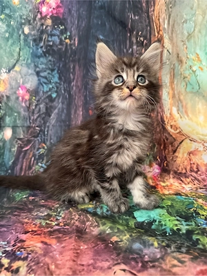  Maine Coon Deckkater  Reinrassig (kein Verkauf) Bild 16