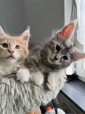  Maine Coon Deckkater  Reinrassig (kein Verkauf) Bild 12