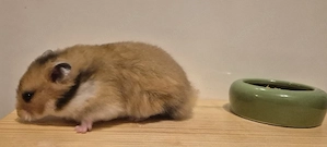 Goldhamster, teddyhamster  abzugeben 