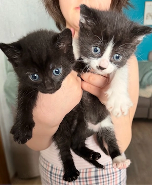 Europäisch Kurzhaar-Mix Kitten