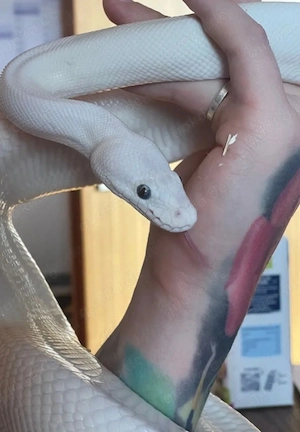 BEL Leucistic Blue eyed Lucy 1.0 Königspython NZ17 Proven Breeder