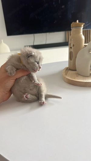 bkh kitten 1 lilac junge frei 