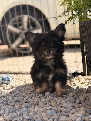 ganz flauschiger Malchipoo Rüde 