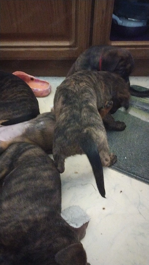 Update es sind etz noch 3 Mädchen und ein Rüde zu Verfügung  Bild 4