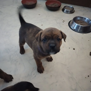 Update es sind etz noch 3 Mädchen und ein Rüde zu Verfügung  Bild 3