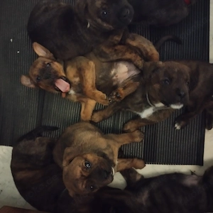 Update es sind etz noch 3 Mädchen und ein Rüde zu Verfügung  Bild 2